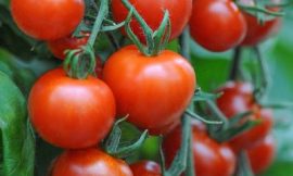 Kisumu county establishes tomato processing plant